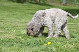 LAGOTTO CAVAGE 049